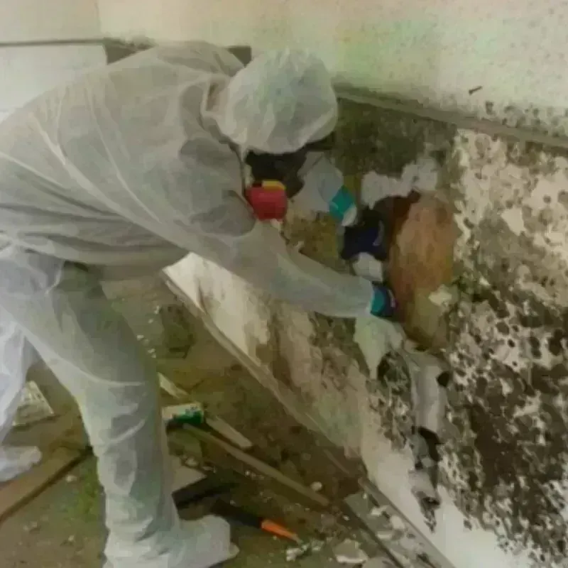 Mold Remediation and Removal in Wrangell, AK